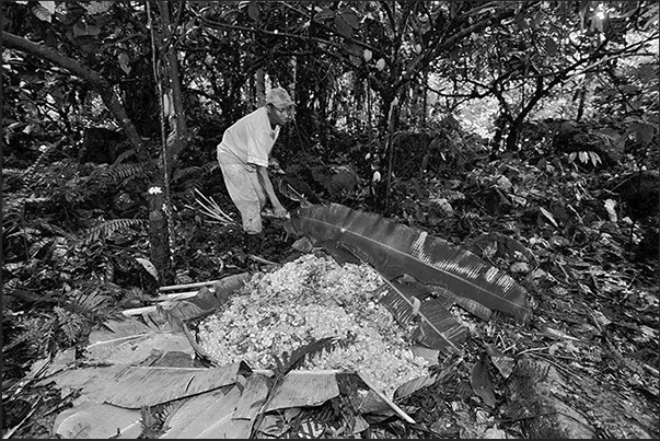 The seeds of the fruit of cacao, are covered with banana leaves waiting to be transported to the farm