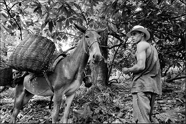A mule, the best means of transport in the forest, waiting to be loaded with the seeds of cacao