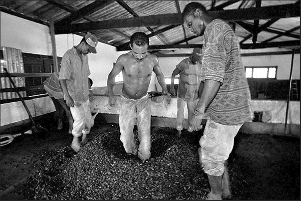 Even in the rooms of drying the cacao is continuously mixed to facilitate drying