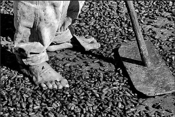 For weeks, the farm laborers with the rake mix the cacao seeds to facilitate drying