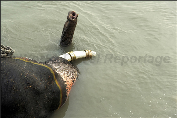 The morning bath of the elephants in the Gandak river