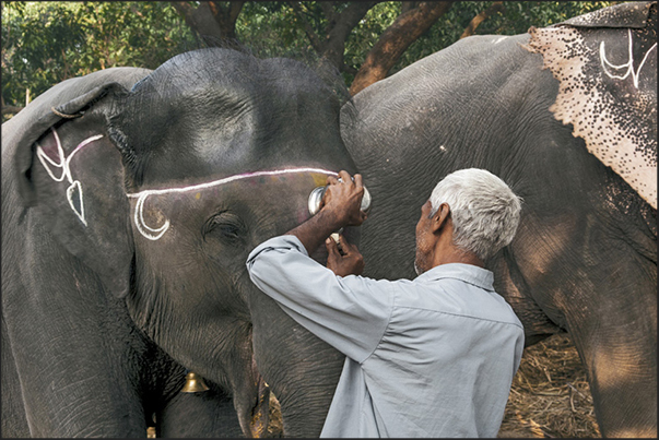 Painting of symbols and designs to beautify the elephants before being exposed in market