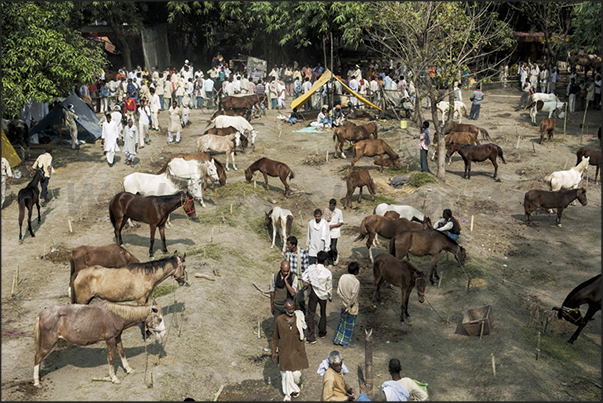 The Sonepur market area where there is the sell horses